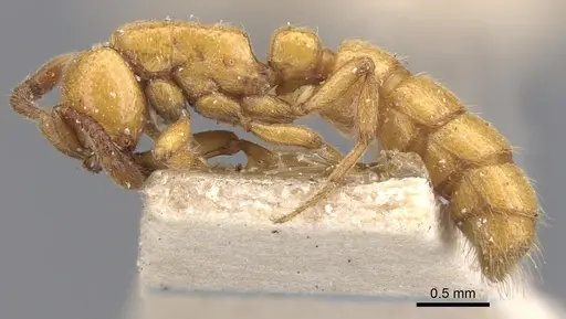 Zasphinctus imbecilis specimen CASENT0902766 image casent0902766_3