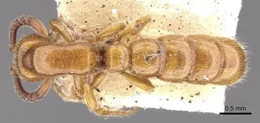 Zasphinctus imbecilis specimen CASENT0902767 image casent0902767_1