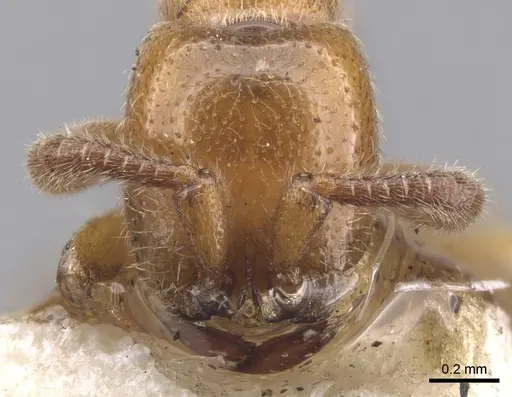 Zasphinctus imbecilis specimen CASENT0902767 image casent0902767_2