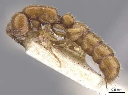 Zasphinctus imbecilis specimen CASENT0902767 image casent0902767_3
