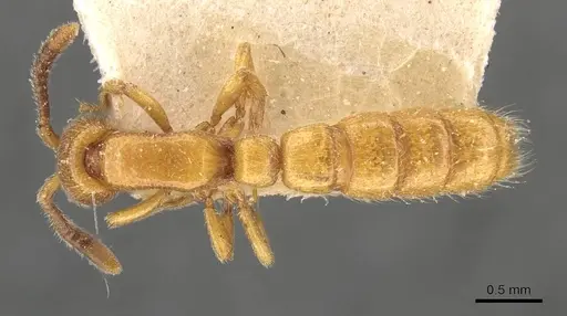 Zasphinctus imbecilis specimen CASENT0907039 image casent0907039_1