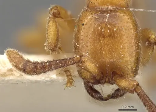 Zasphinctus imbecilis specimen CASENT0907039 image casent0907039_2