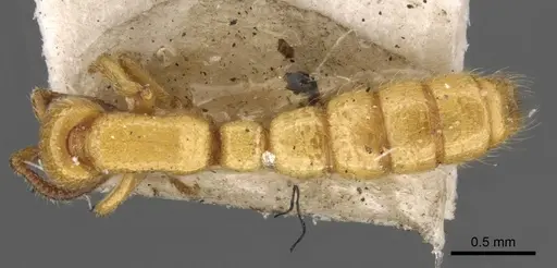 Zasphinctus imbecilis specimen CASENT0907044 image casent0907044_1