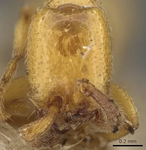 Zasphinctus imbecilis specimen CASENT0907044 image casent0907044_2