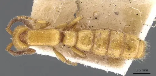 Zasphinctus imbecilis specimen CASENT0911271 image casent0911271_1
