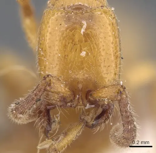 Zasphinctus imbecilis specimen CASENT0911271 image casent0911271_2