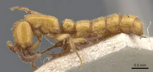 Zasphinctus imbecilis specimen CASENT0911271 image casent0911271_3