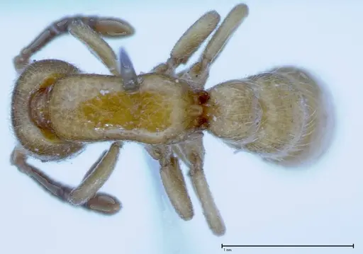 Zasphinctus imbecilis specimen FOCOL0036 image focol0036_1