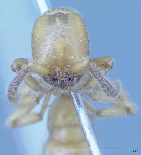 Zasphinctus imbecilis specimen FOCOL0036 image focol0036_2