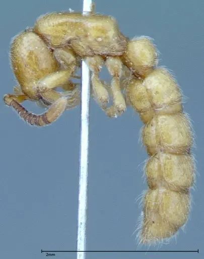 Zasphinctus imbecilis specimen FOCOL0036 image focol0036_3