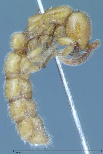 Zasphinctus imbecilis specimen FOCOL0036 image focol0036_4