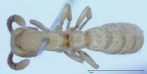 Zasphinctus imbecilis specimen FOCOL0037 image focol0037_1