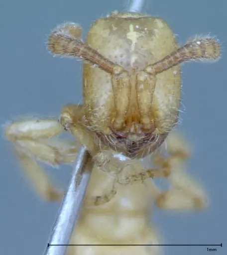 Zasphinctus imbecilis specimen FOCOL0037 image focol0037_2
