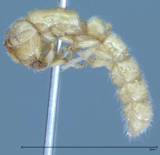 Zasphinctus imbecilis specimen FOCOL0037 image focol0037_3