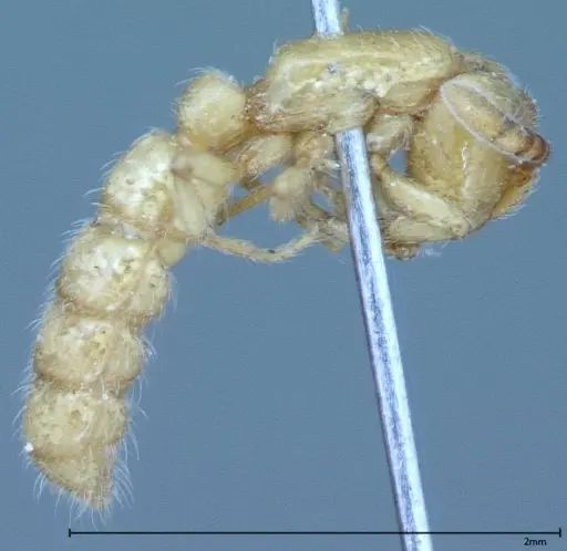Zasphinctus imbecilis specimen FOCOL0037 image focol0037_4