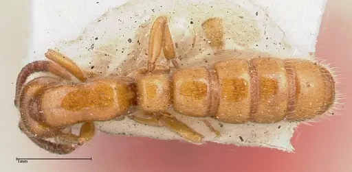 Zasphinctus imbecilis specimen FOCOL0342 image focol0342_1