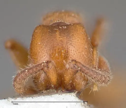 Zasphinctus imbecilis specimen FOCOL0342 image focol0342_2