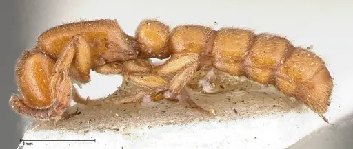 Zasphinctus imbecilis specimen FOCOL0342 image focol0342_3
