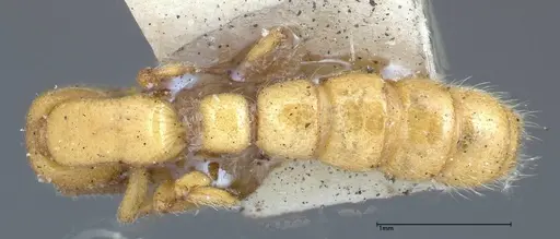 Zasphinctus imbecilis specimen FOCOL0343-1 image focol0343-1_1