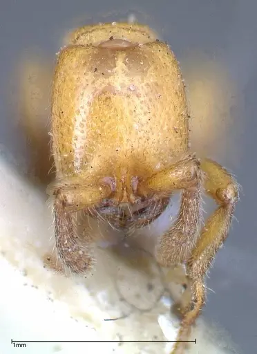Zasphinctus imbecilis specimen FOCOL0343-1 image focol0343-1_2
