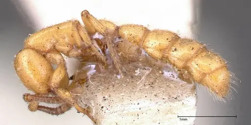 Zasphinctus imbecilis specimen FOCOL0343-1 image focol0343-1_3