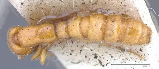 Zasphinctus imbecilis specimen FOCOL0343-2 image focol0343-2_1