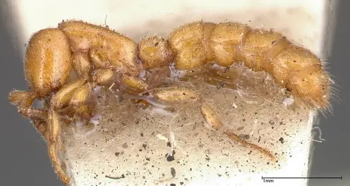 Zasphinctus imbecilis specimen FOCOL0343-2 image focol0343-2_3