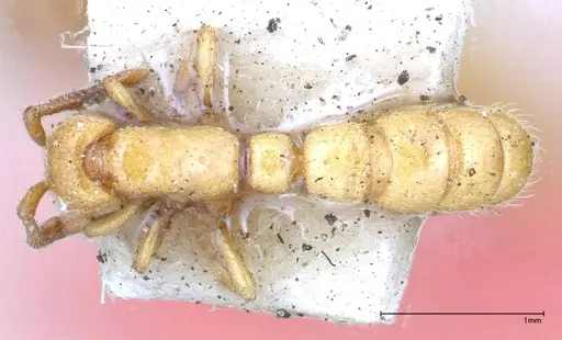 Zasphinctus imbecilis specimen FOCOL0343-3 image focol0343-3_1