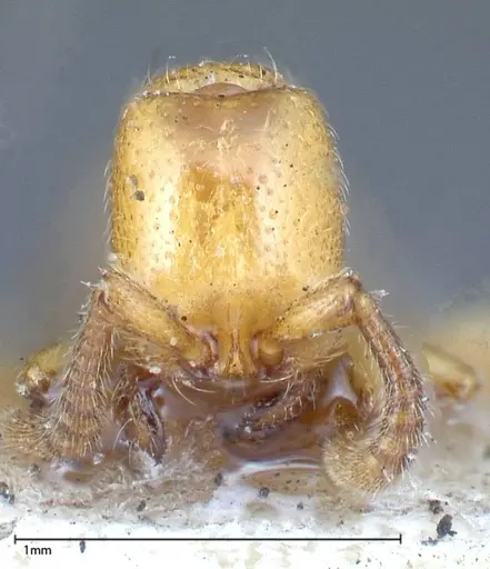 Zasphinctus imbecilis specimen FOCOL0343-3 image focol0343-3_2