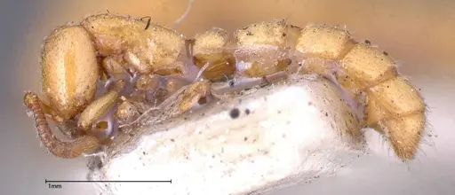 Zasphinctus imbecilis specimen FOCOL0343-3 image focol0343-3_3
