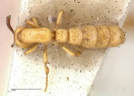 Zasphinctus imbecilis specimen FOCOL0343-4 image focol0343-4_1