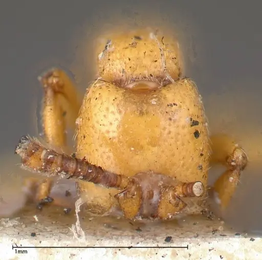 Zasphinctus imbecilis specimen FOCOL0343-4 image focol0343-4_2