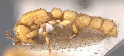 Zasphinctus imbecilis specimen FOCOL0343-4 image focol0343-4_3