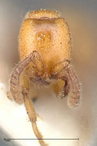 Zasphinctus imbecilis specimen FOCOL0343-5 image focol0343-5_2