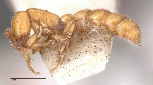 Zasphinctus imbecilis specimen FOCOL0343-5 image focol0343-5_3