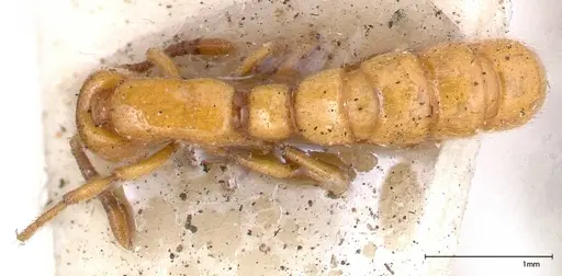 Zasphinctus imbecilis specimen FOCOL0343-6 image focol0343-6_1
