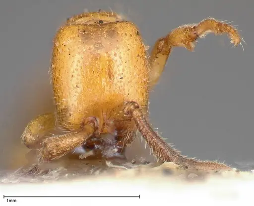 Zasphinctus imbecilis specimen FOCOL0343-6 image focol0343-6_2