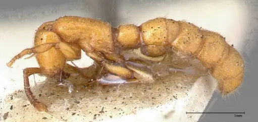 Zasphinctus imbecilis specimen FOCOL0343-6 image focol0343-6_3