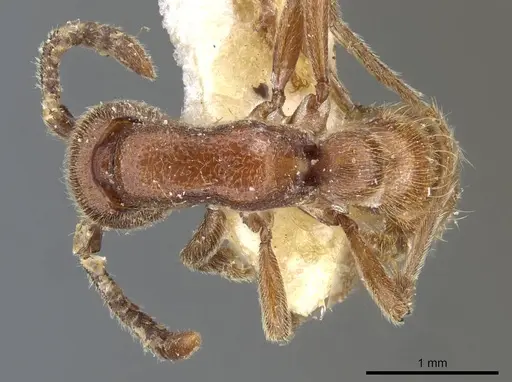 Zasphinctus mjobergi specimen CASENT0907035 image casent0907035_1