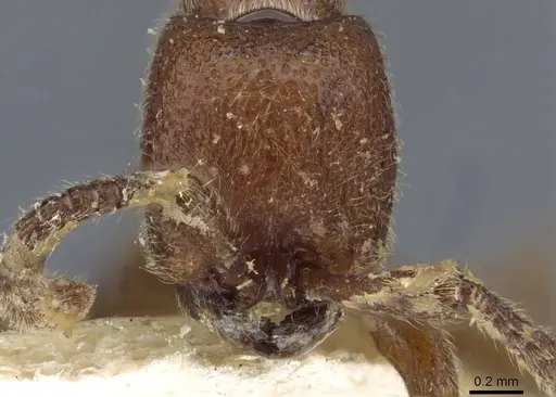Zasphinctus mjobergi specimen CASENT0907035 image casent0907035_2