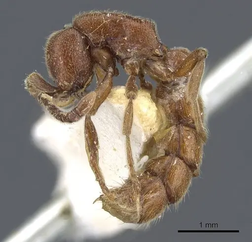 Zasphinctus mjobergi specimen CASENT0907035 image casent0907035_3