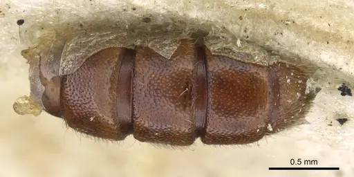 Zasphinctus myops specimen CASENT0907037 image casent0907037_2