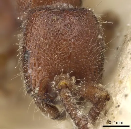 Zasphinctus myops specimen CASENT0907037 image casent0907037_3