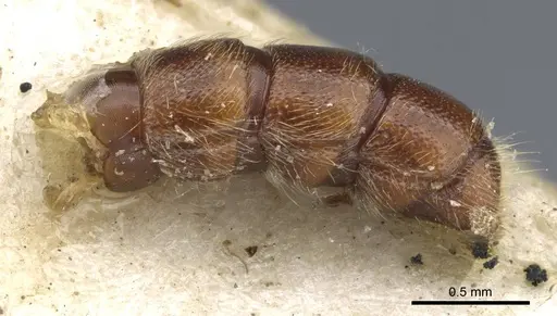 Zasphinctus myops specimen CASENT0907037 image casent0907037_5