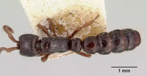 Zasphinctus nigricans specimen CASENT0172080 image casent0172080_1