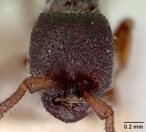 Zasphinctus nigricans specimen CASENT0172080 image casent0172080_2