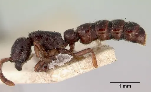 Zasphinctus nigricans specimen CASENT0172080 image casent0172080_3