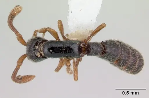 Zasphinctus obamai specimen CASENT0178218 image casent0178218_1