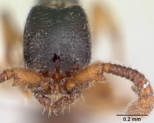 Zasphinctus obamai specimen CASENT0178218 image casent0178218_2