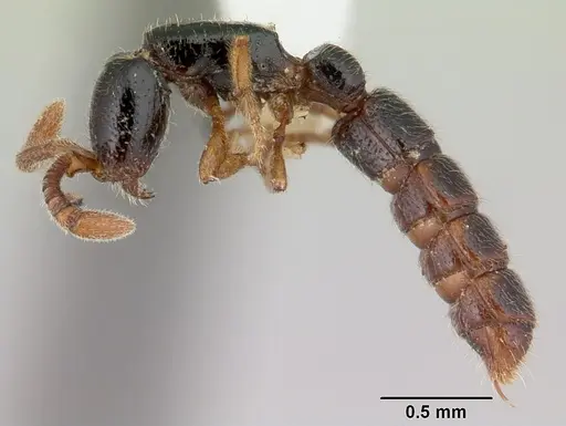 Zasphinctus obamai specimen CASENT0178218 image casent0178218_3
